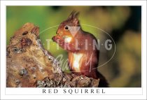 Red Squirrel, eating Hazelnut Postcard (H SG)