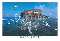 Gannets - Bass Rock Postcard (H SG)