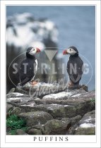 Puffins, Two Postcard (V SG)