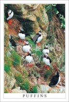 Puffins, John O'Groats Postcard (V SG)