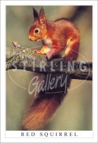 Red Squirrel, on Branch Postcard (V SG)