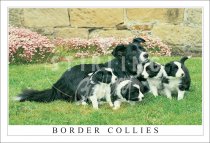 Border Collies, Pups Postcard (H SG)