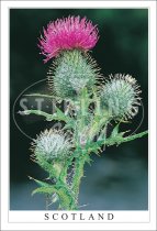 Dewy Thistle - Scotland Postcard (V SG)