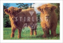 Highland Calves Postcard (H SG)