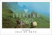 The Quiraing - Isle of Skye, Sheep close up Postcard (H SG)