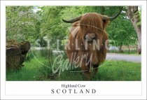 Highland Cow - Scotland, Glenelg Postcard (H SG)