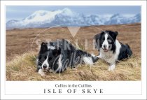 Collies in the Cuillins - Isle of Skye Postcard (H SG)