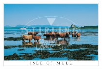 Highland Cows, Torosay, Duart Castle - Isle of Mull Postcard (H SG)