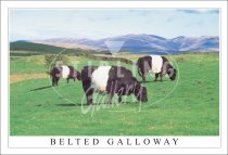 Belted Galloway Postcard (H SG)