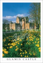 Glamis Castle, Springtime Daffodils Postcard (V SG)