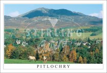 Pitlochry, Horses Postcard (H SG)