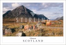 Buachaille Etive Mor, Highland Cows - Scotland Postcard (H SG)