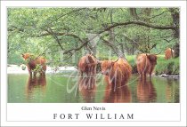 Highland Cows, Glen Nevis - Fort William Postcard (H SG)