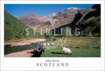 Glen Nevis - Scotland, Sheep Postcard (H SG)