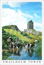 Smailholm Tower, Cows Postcard (V SG)