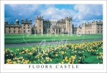 Floors Castle, Kelso, Daffodils Postcard (H SG)