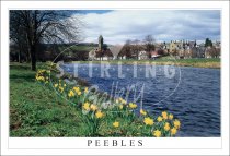 Peebles, Spring Daffodils on River Tweed Postcard (H SG)