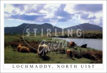 Lochmaddy, North Uist, Highland cows Postcard (H SG)