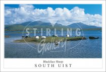 Castaways, Blackface sheep - South Uist Postcard (H SG)