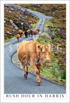 Rush Hour in Harris, cows Postcard (V SG)