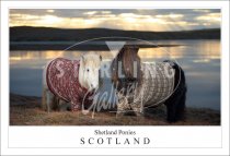 Shetland Ponies, Cardigans - Scotland Postcard (H SG)