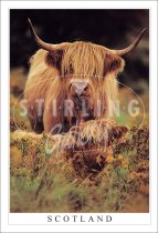 Highland Cow & Calf - Scotland Postcard (V SG)