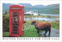 Waiting Patiently for your Call, Highland Cow, Phone Box Postcard (H SG)