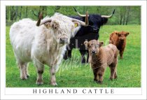 Highland Cattle, Colourful Quartet Postcard (H SG)