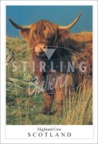 Highland Cow Tongue - Scotland Postcard (V SG)