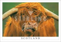 Highland Bull - Scotland, fine with a Coffee Postcard (H SG)