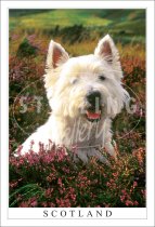 Westie - Scotland Postcard (V SG)