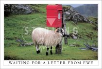 Waiting For a Letter from Ewe Postcard (H SG)