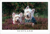 West Highland Terriers in Heather Postcard (H SG)