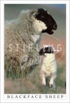 Blackface & Lamb Postcard (V SG)