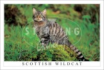 Scottish Wild Cat Postcard (H SG)