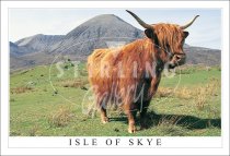 Highland Cow, Red Cuillins, Isle of Skye Postcard (H SG)