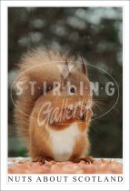 Nuts about Scotland, Red Squirrel Postcard (V SG)