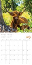 2023 Calendar Highland Cows (2for£8v)