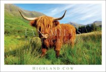 Highland Cow (H std IM)