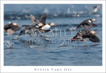 Puffin Take Off (H std IM)