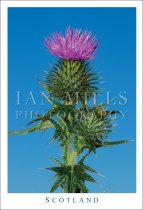 Scottish Thistle, National Emblem (V std IM)