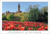 University of Glasgow, Tulips (H std IM)