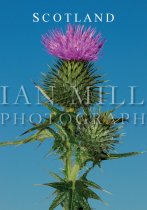 Scottish Thistle, National Emblem (V IM)