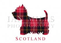 Scotland - Tartan Westie Silhouette (H IM)