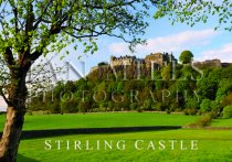 Stirling Castle, Spring, Tree (H IM)