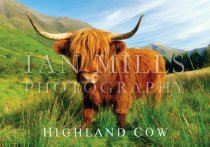 Highland Cow (H IM)