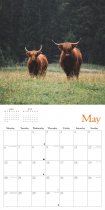 2024 Calendar Highland Cows (2 for £9v) (Mar)