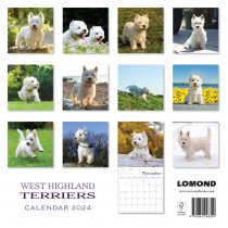 2024 Calendar West Highland Terriers (2for£9v) (Mar)