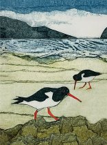 Notebook Wild Birds Oystercatcher (Sep)