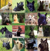 Scotties Colour Photo Greetings Card